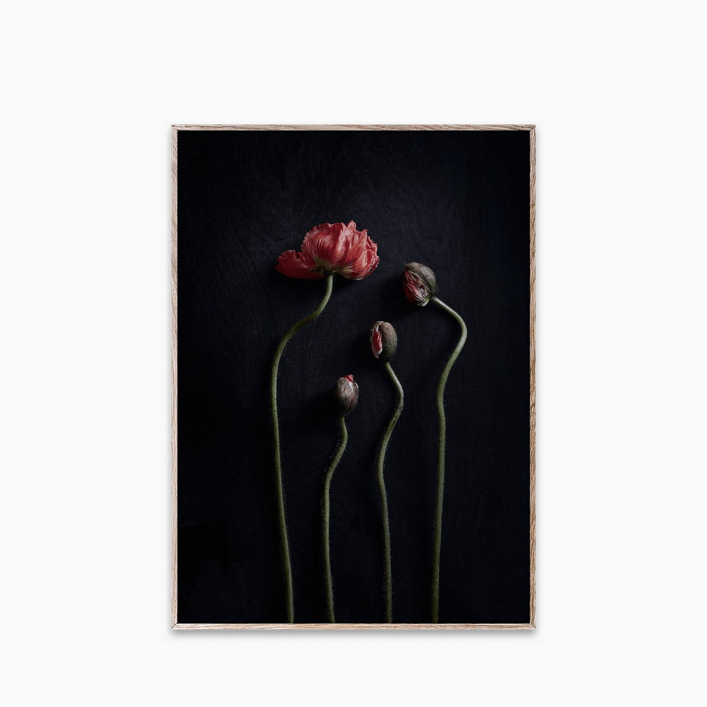 Paper Collective Still Life 02