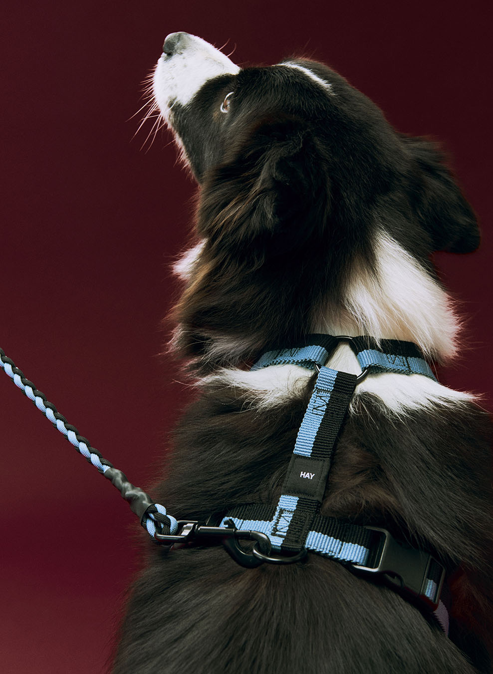 HAY Dog Harness