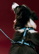 HAY Dog Harness
