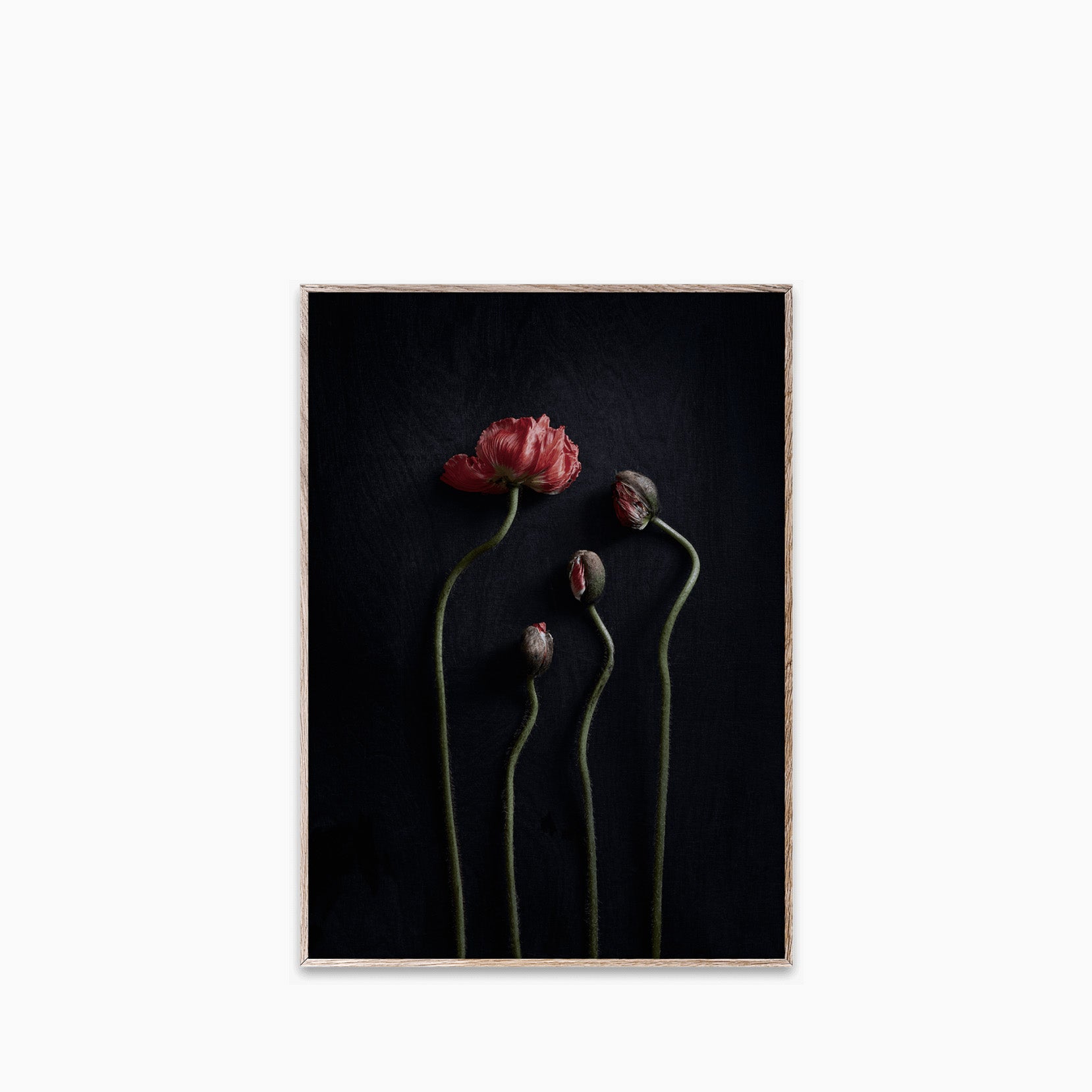 Paper Collective Still Life 30cm x 40cm